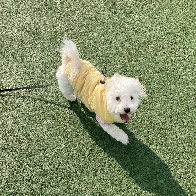 토니친구꼬부기
