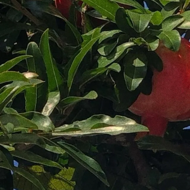 profile