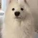 바니바니당근당근