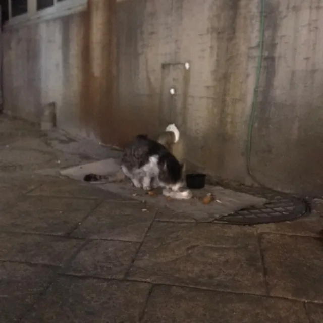 길냥이