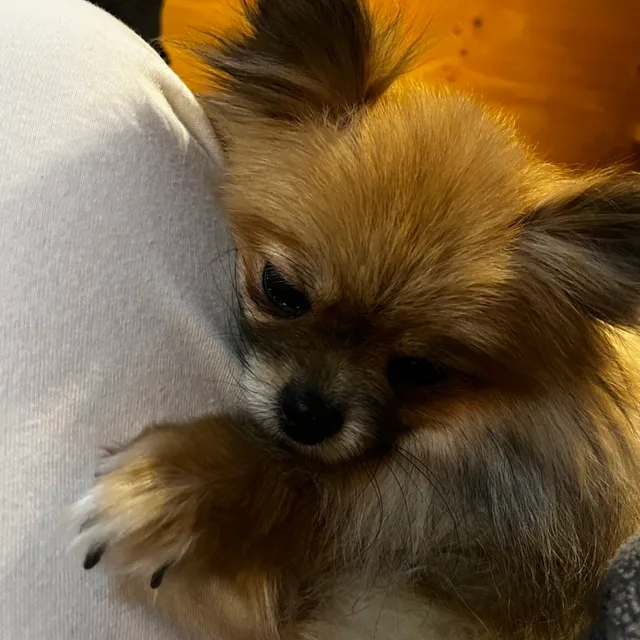 주댕이
