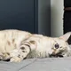 신비