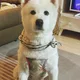 조이양