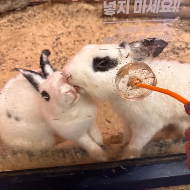 토끼삐쩍