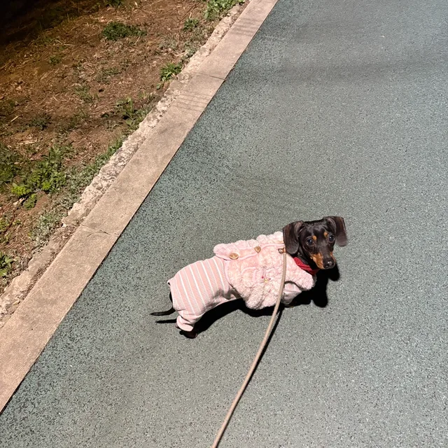 룰루가룰루랄라