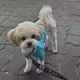 보리