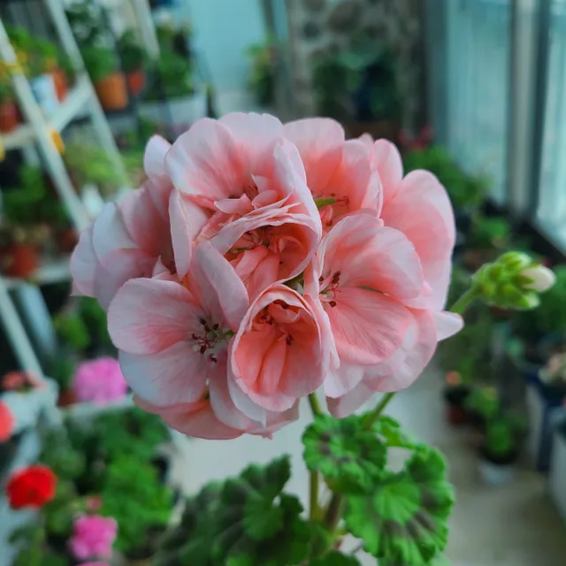제라