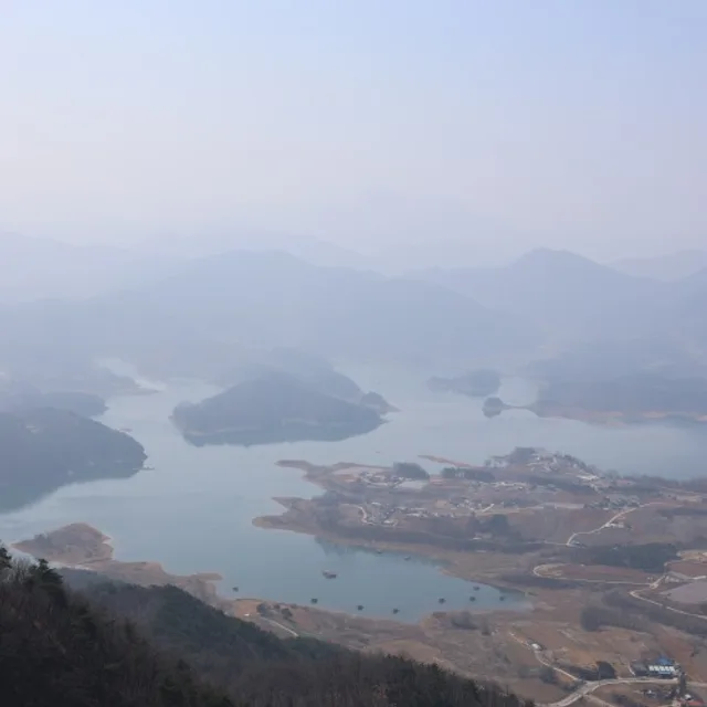 고향초