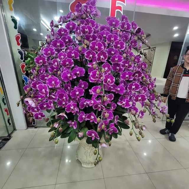 당근조아
