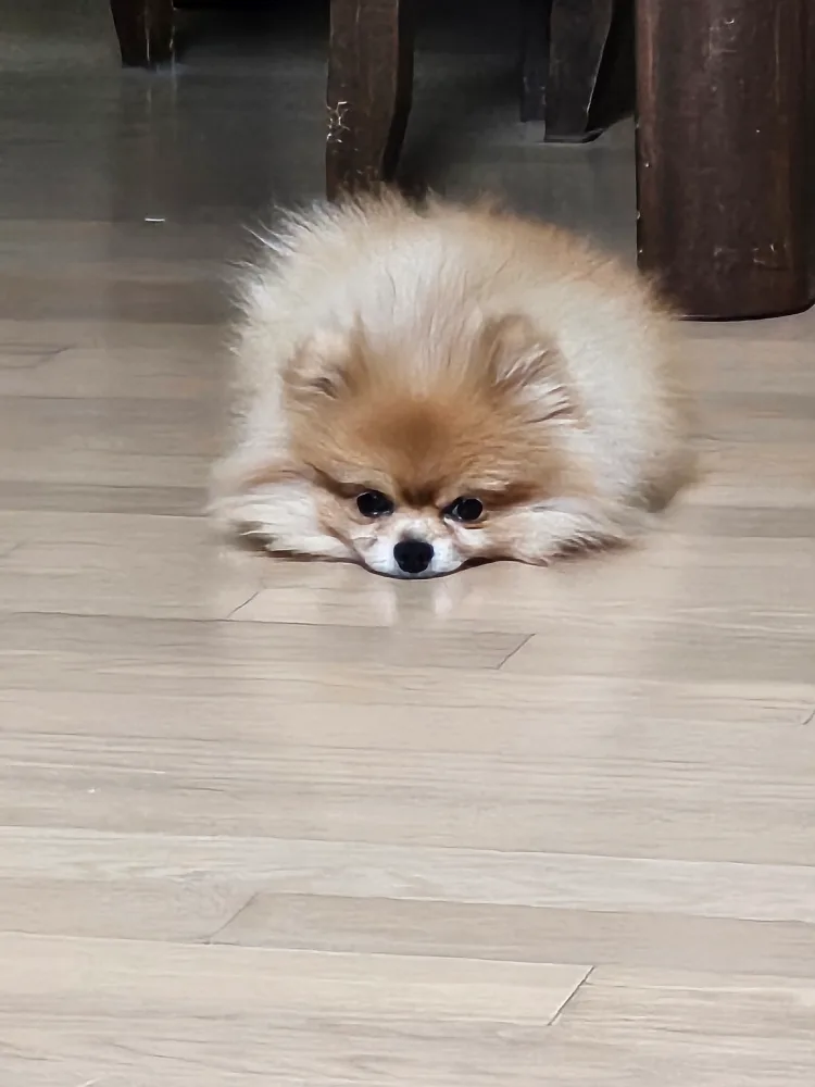 보들이