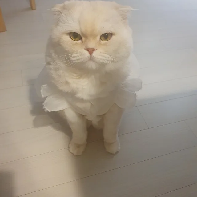마스터라떼