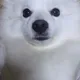 아이스우파메카노