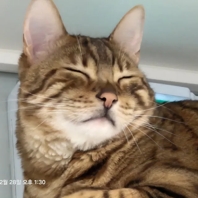 메카닉님
