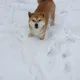 클라매스