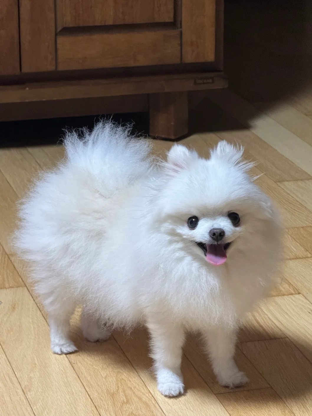 총총이