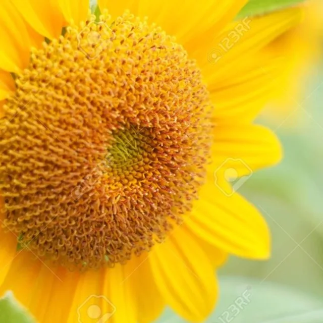 해바라기