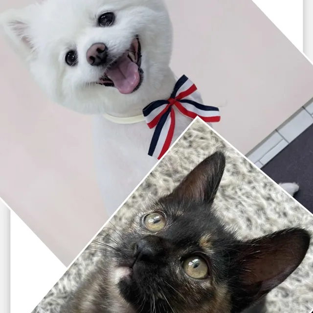 케잇