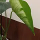 엘르