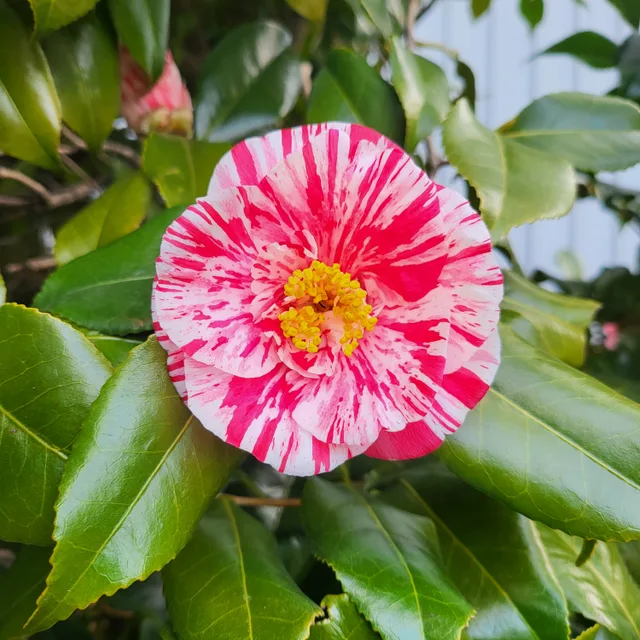 호호