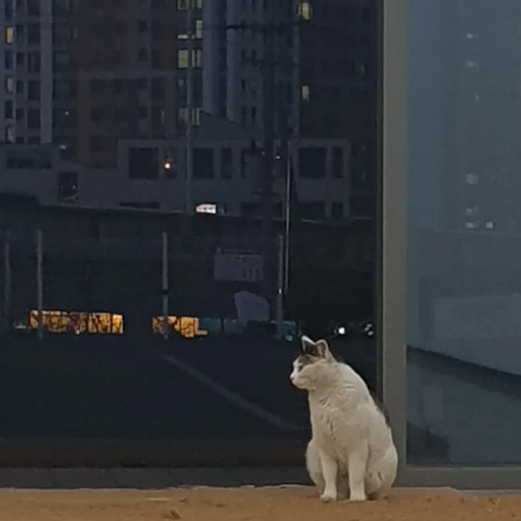 당근픽셀러