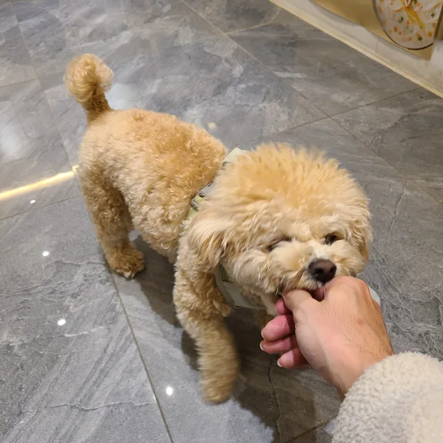 멍멍호이