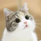 냐옹이