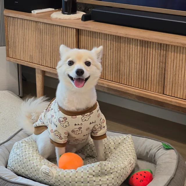 초코포코