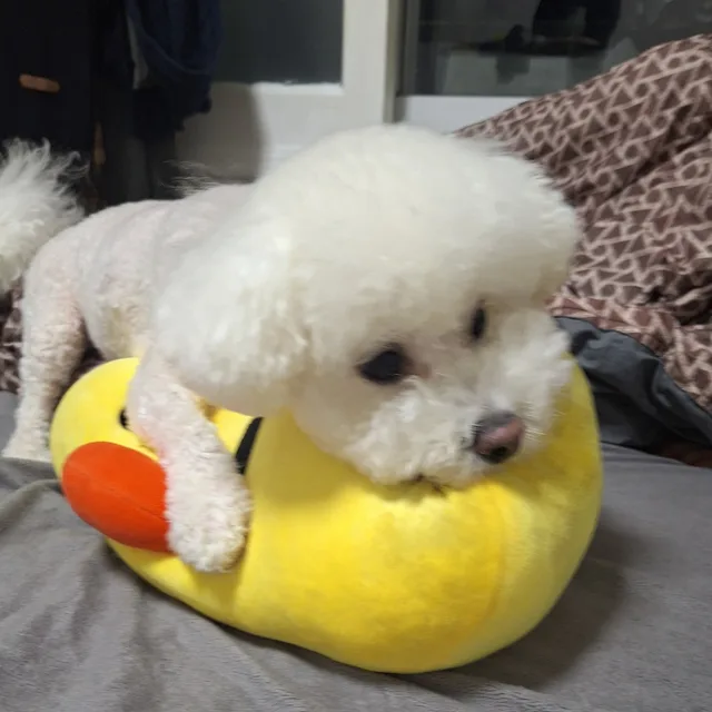 하니