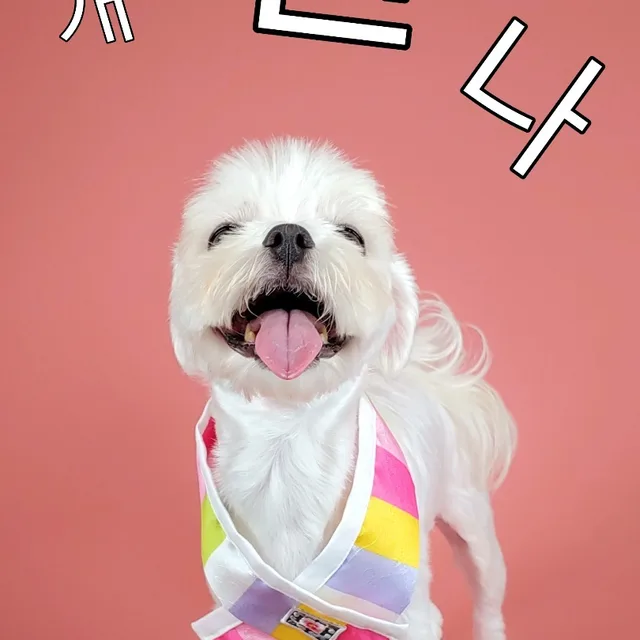 해피뽀삐