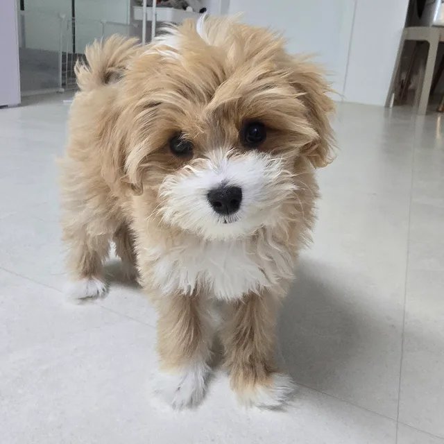 용용