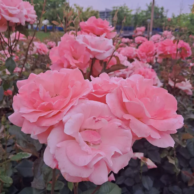 운우