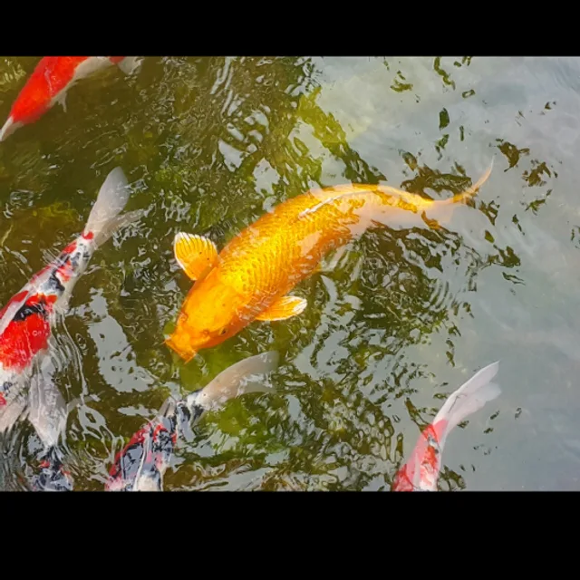 봄이요