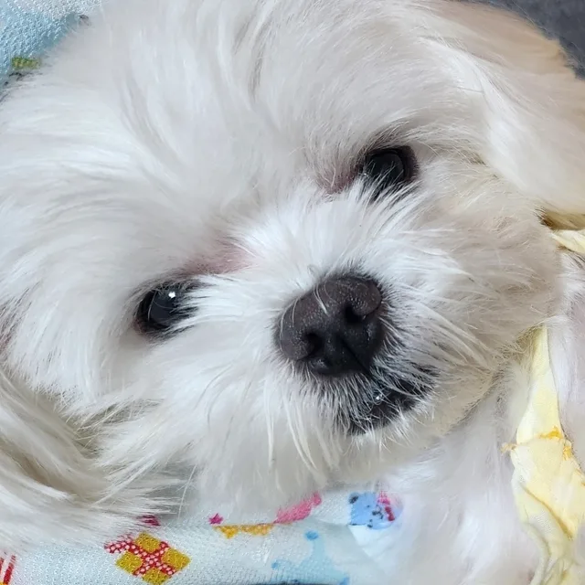 엄마쵝오