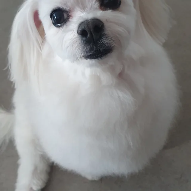 퀼팅맘