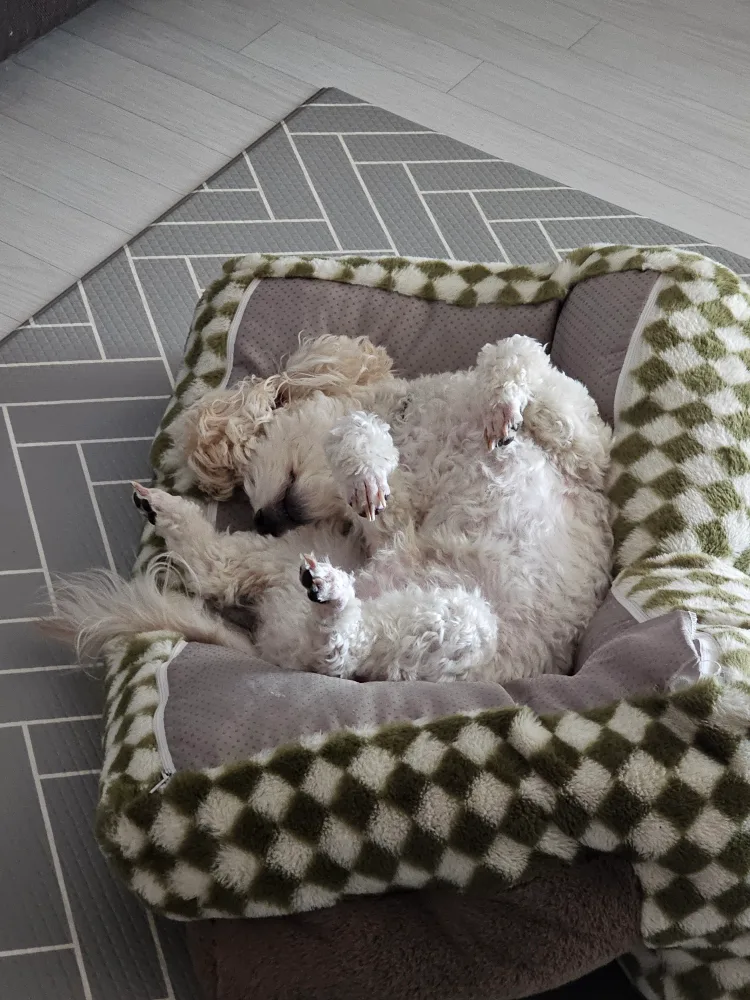 멍멍이할미