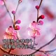 수애