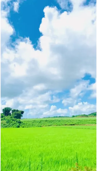 단디