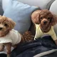 단테
