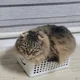 사랑목
