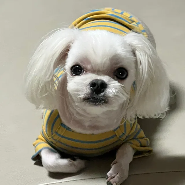 레몬사랑
