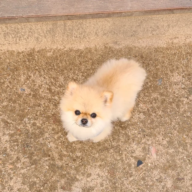 하비