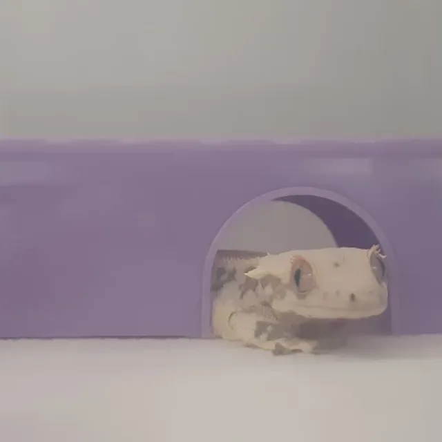 꼬꼬마요