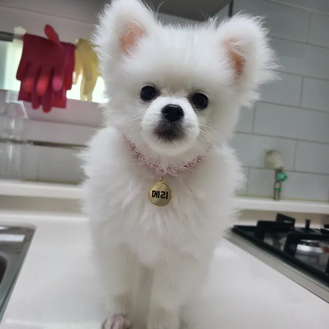 뾱뽀기