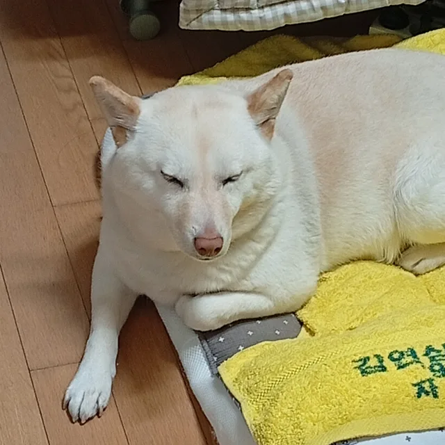 꼬루동