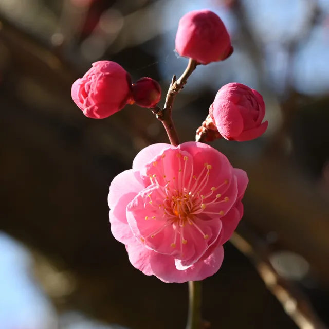 복바우