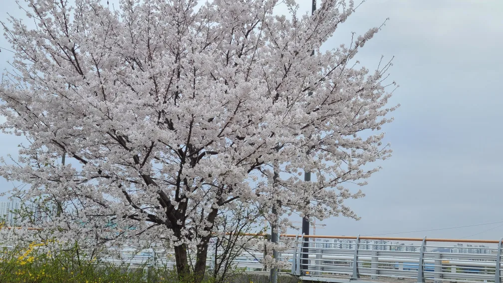 후루지아닝