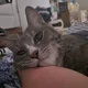 씬디볼
