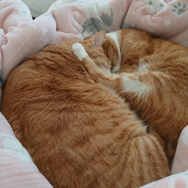 누별까꿍