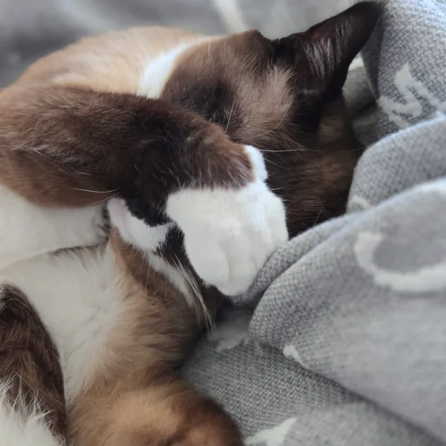 집착고양이