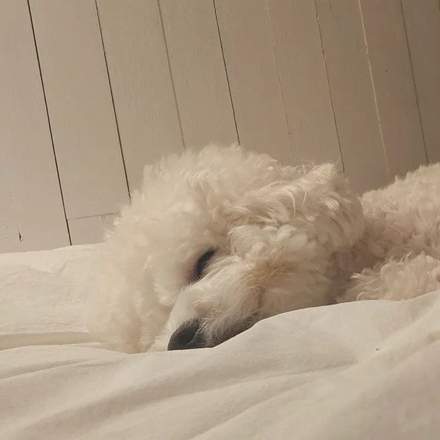 땅꼬망이